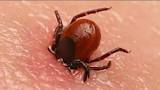 LYME: situation et actualité préoccupantes en France.../ Concernés, répondez à l'ENQUETE pour la prévention.