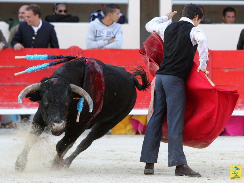 St-Martin-de-Crau Samedi 8 octobre 1011 Journée du Revivre de la Feria de la Crau Tienta de macho et de vacas et Lidia de 4 toros Ganaderias : Giraud-Malaga-Yonnet