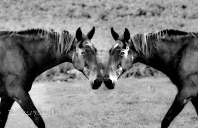 Les chevaux .