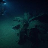 Government scientists find mysterious 'giant flowers' on ocean bed