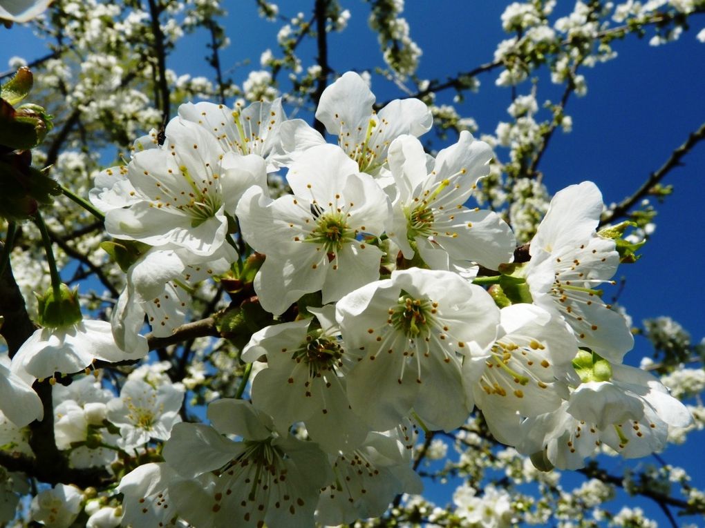 Gros plan sur les fleurs de notre jardin