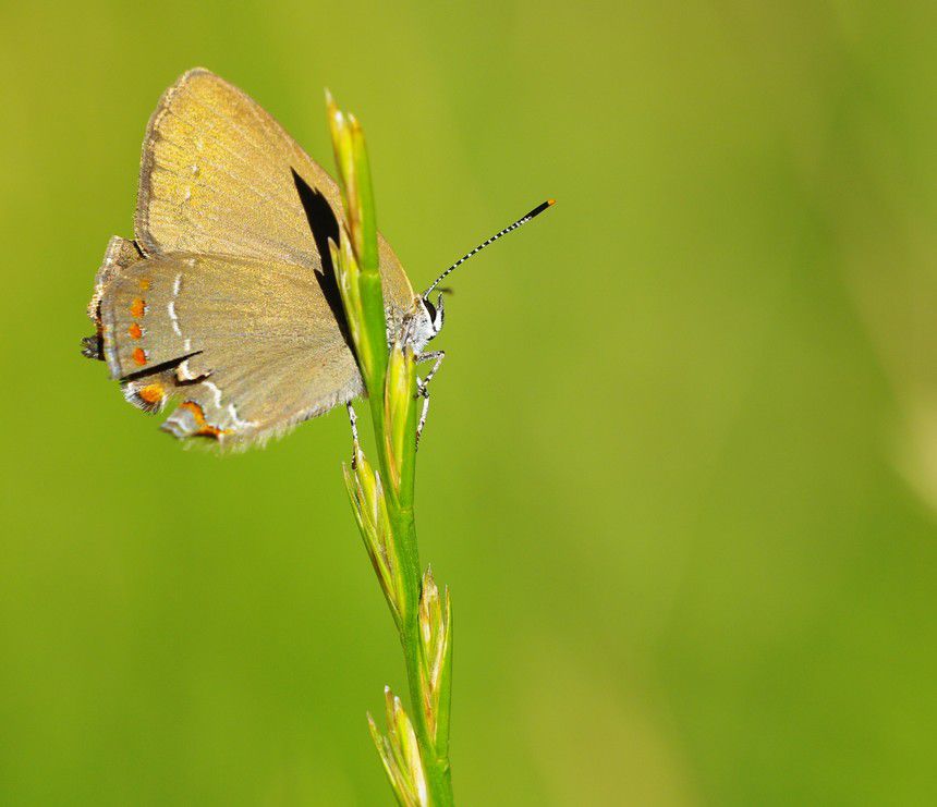 Album - Macro-Papillons