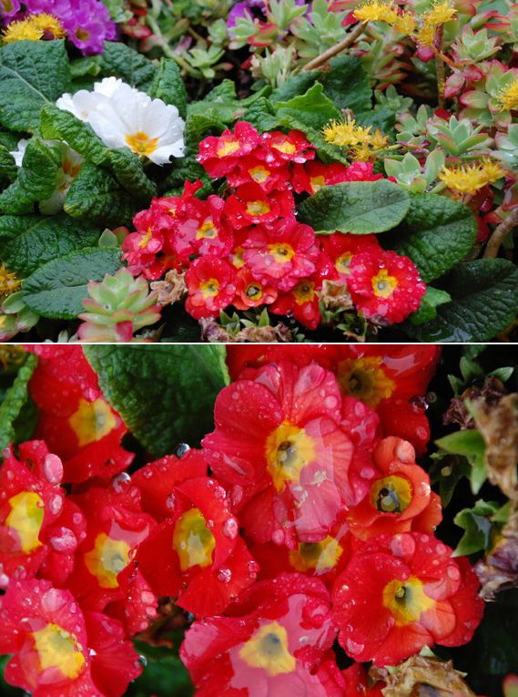 Des fleurs sous les gouttes où la pluie imbellie la fleur