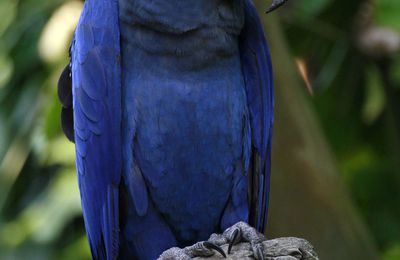Macaw 1 5 15
