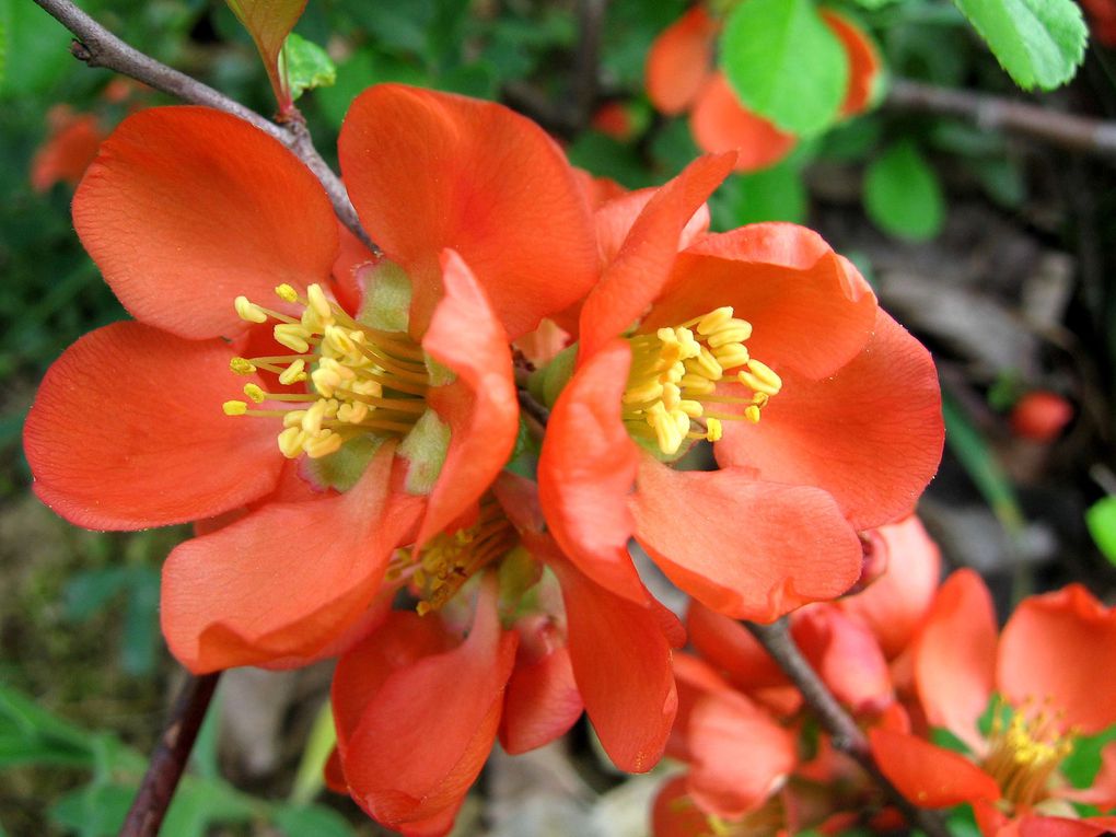 Fleurs et fruits saisis dans le jardin de mon amie Jacquie... Un très beau jardin, comme vous pouvez le constater !!