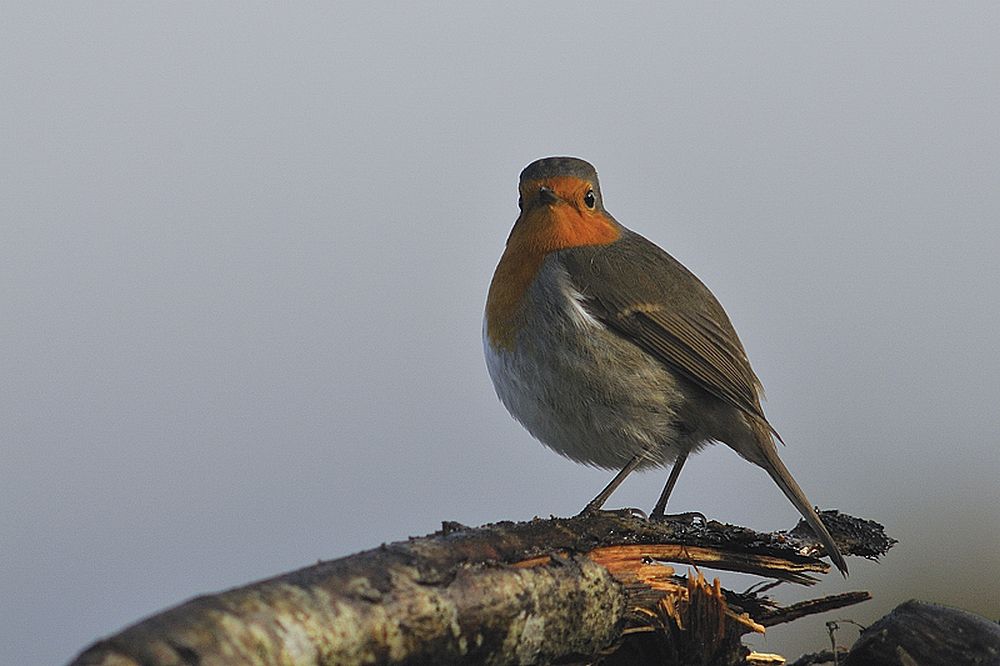 Album - Les oiseaux des jardins