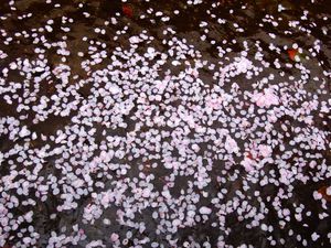 A kyoto, la fin des cerisiers en fleur