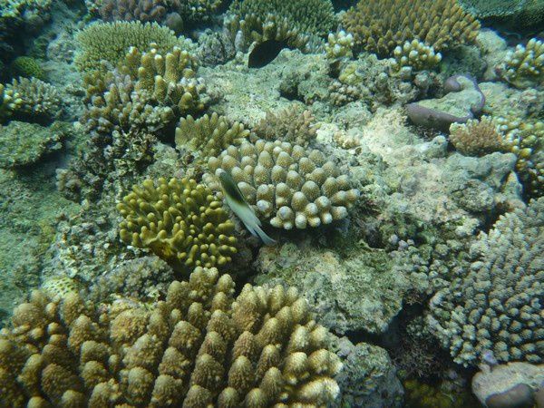 Album - Great Barrier Reef