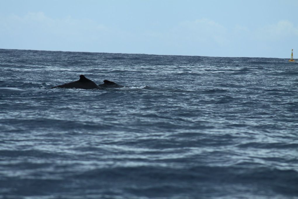 Album - 2012-07-premiers-pas-a-La-Reunion