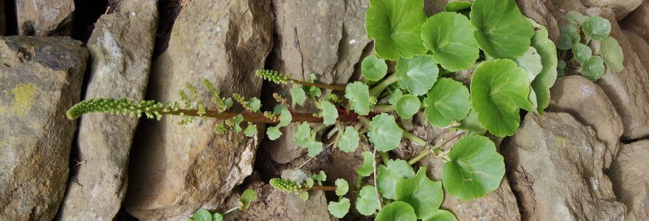 Les plantes de nos murs,