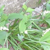 Quelques brins de bonheur... - Les lectures de Martine (et plus)