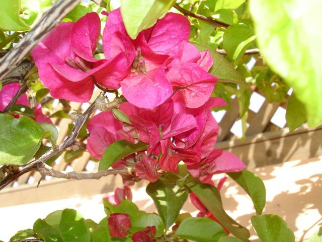 Les orangers en fleurs qui embaument la ville entière, les jasmins odorants qui coulent de la terrasse au patio et vice versa, les bougainvillés chatoyants. Tout au Dar Ma Ward n'est que doucuer, luxe et volupté...