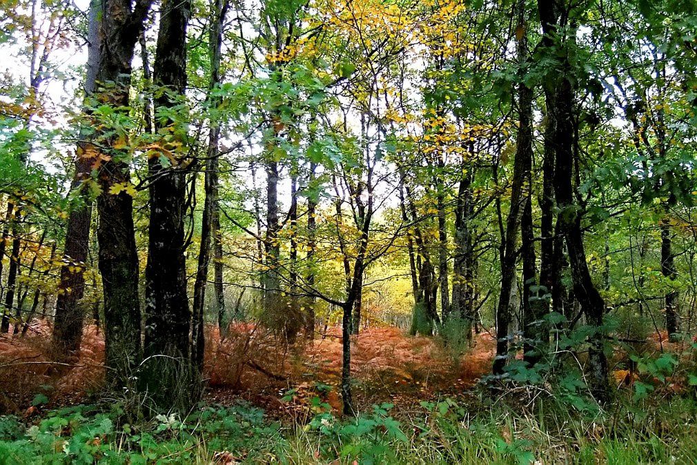 Que serait la Terre sans les plantes ?