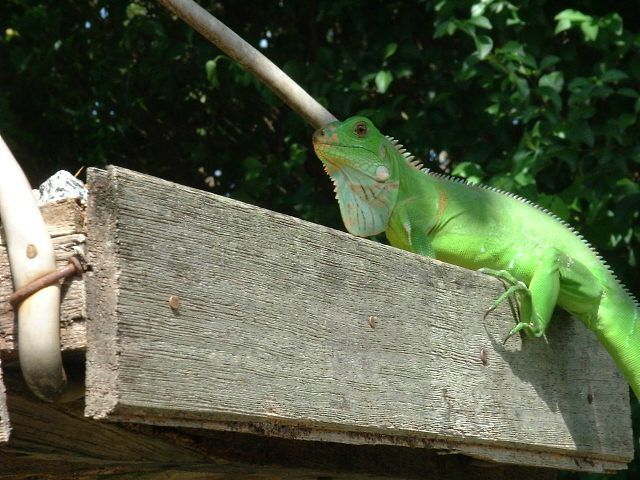 Album - guyane2-en-carnet