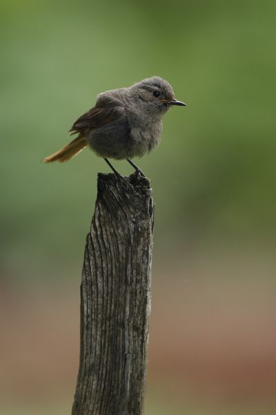 Rougequeue noir femelle (Grésivaudan)