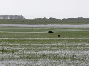 Drole de pays ou les piétons traversent sur l'autoroute et les carioles à cheval circulent sur ce meme autoroute à contresens