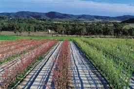 #Cabernet Sauvignon Producers Queensland Vineyards Australia page 2