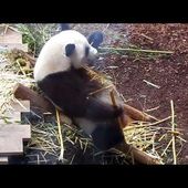 Bon appétit Huan Huan