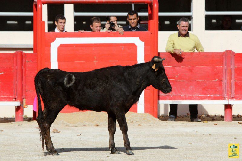 St-Martin-de-Crau Samedi 8 octobre 1011 Journée du Revivre de la Feria de la Crau Tienta de macho et de vacas et Lidia de 4 toros Ganaderias : Giraud-Malaga-Yonnet