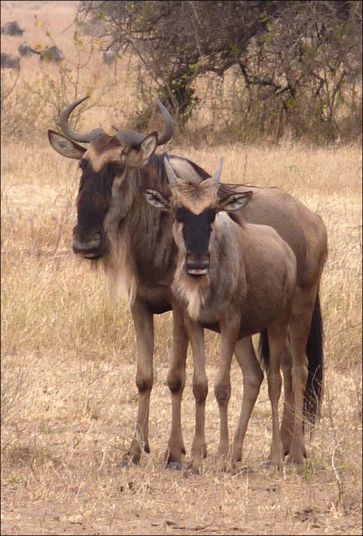 La grande migration au Serengeti observée près del a rivière Grumeti en juillet 2010