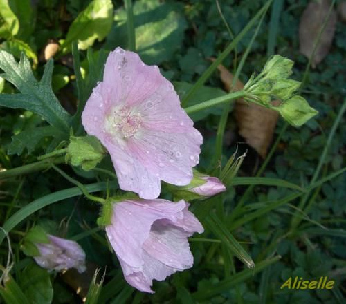 Album - Jardin