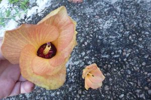 La fleur du mercredi : l'Hibiscus tiliaceus