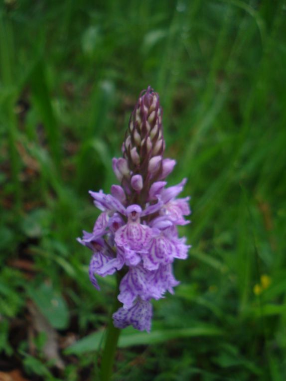 Quelques rencontres florales ...