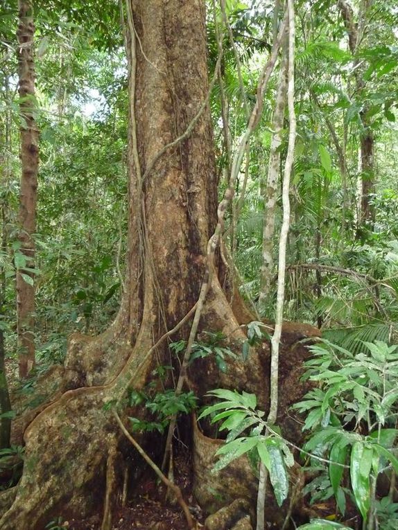 Où la forêt rencontre le récif...