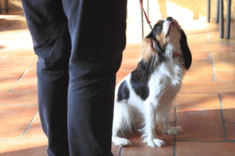 Déroulement de la journée Cavalier King Charles.