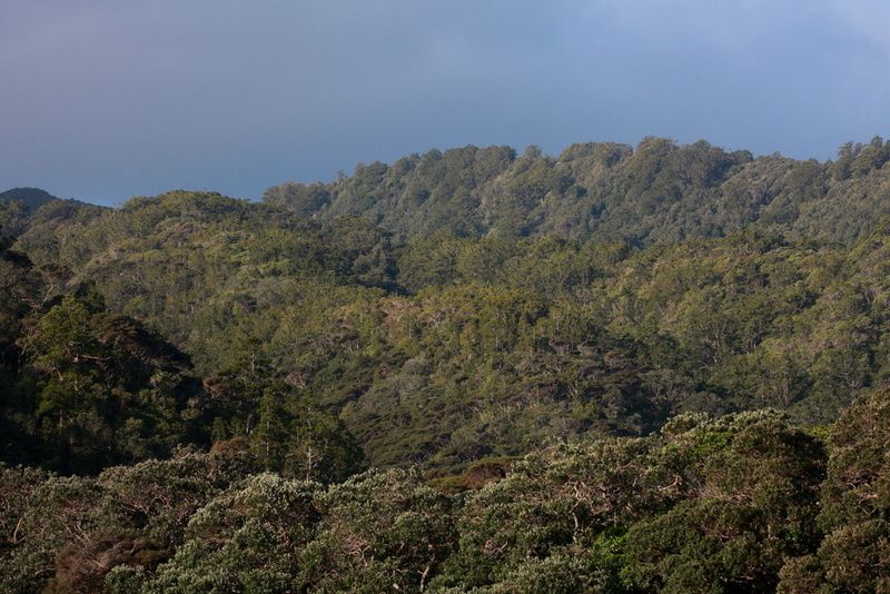 Photos prises sur Little Barrier Island, au coeur du Golfe d'Hauraki, lors d'un séjour de 2 semaines du 14 au 29 septembre 2010.