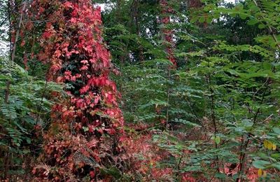 Les couleurs de l'automne