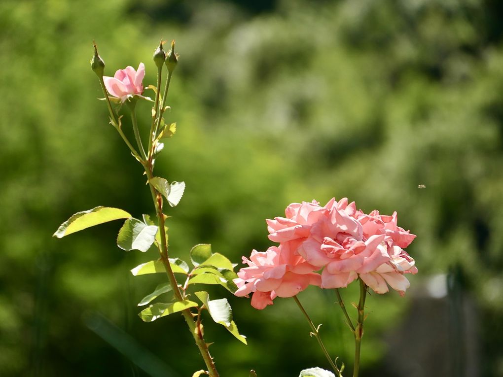 La rose témoigne de la tendresse, de l’amitié et de l’amour mais aussi de la beauté de la femme. 