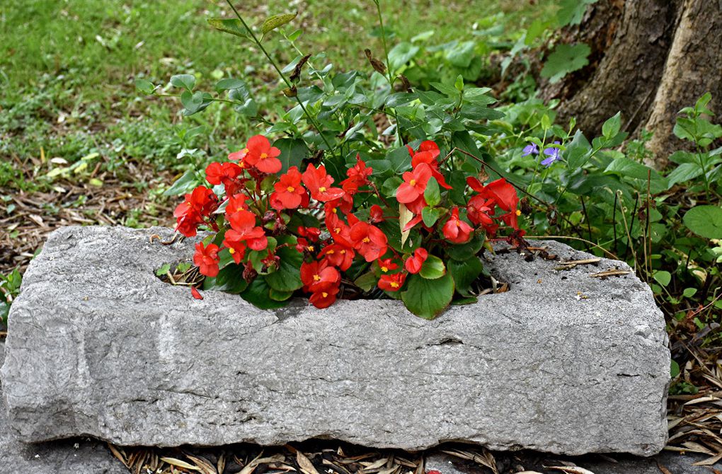 QUOI DE NEUF DANS MON JARDIN CONFINE 2021 (EPISODE 2)