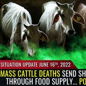 Situation Update, June 16, 2022 - Mass CATTLE deaths send shockwaves through food supply... POISONED?