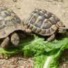 Les tortues terrestres: ça mange quoi?