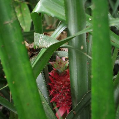 Quelques curiosités - l'ananas rose