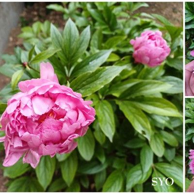 Dernière balade au Jardin de Fille de Mamigoz