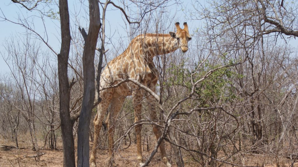 Album - Parc-Kruger