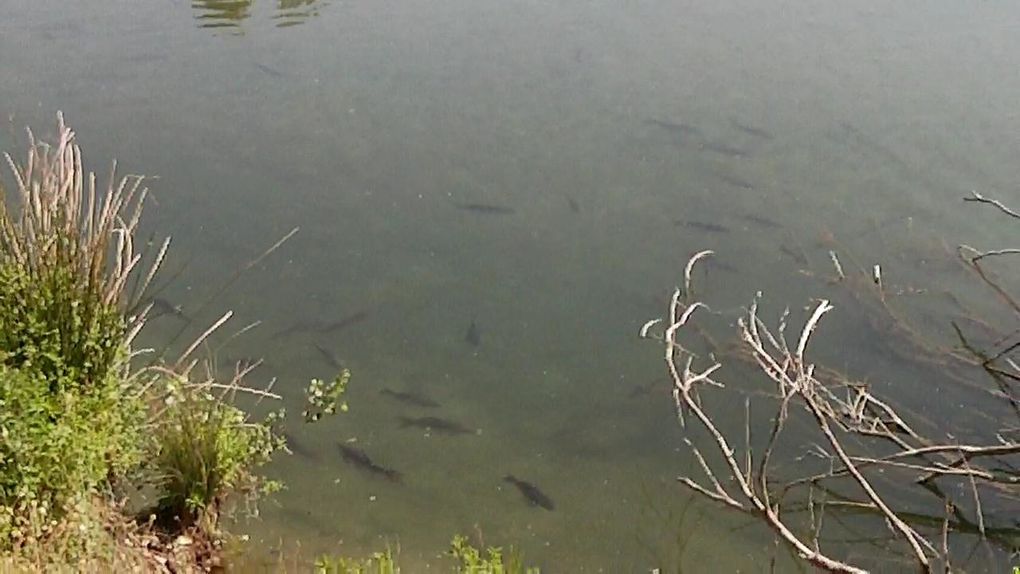 Une série de photos de carpes prise a la mouche