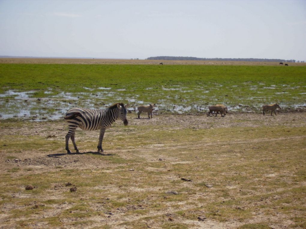 Safari au pied du kilimajaro