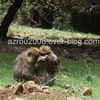 L'image du jour: inspection de bébés chez les macaques de Barbarie