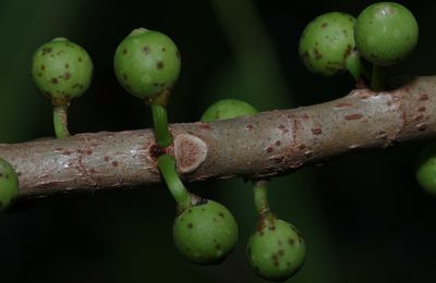 Ficus amazonica