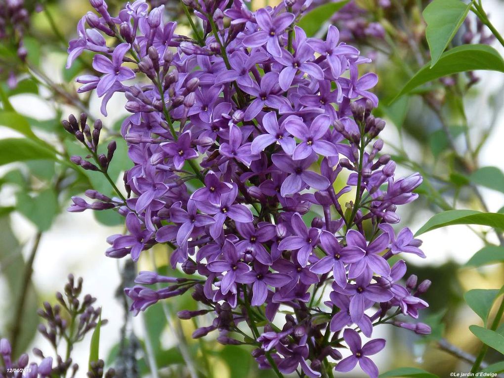 Lilas 'Saugeana' ou lilas de Rouen -Syringa x chinensis 'Saugeana'