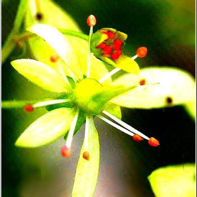 Fleurs - saxifrage
