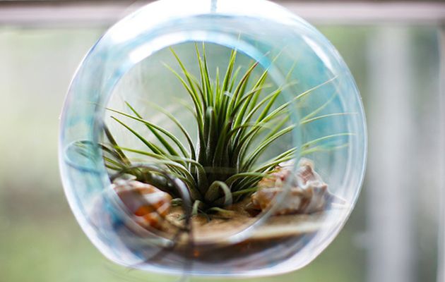 Boule en verre plante