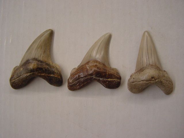 <p>Une de mes passions parmi les fossiles, les dents de requins. Trouvées en abondance en Belgique, mais des échanges et achats m'ont permis de me constituer une importante collection du Monde entier.</p>
<p>Les quelques pièces ici présentées sont datées du Permien (250 millions d'années) au Pliocène. (3 millions d'années)</p>
<p>Bonne visite !</p>
<p>Phil "Fossil"</p>
<p> </p>