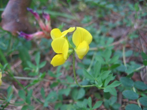 &nbsp;&nbsp;&nbsp; &nbsp;&nbsp;&nbsp; Voici quelques fleurs que vous rencontrerez au printemps sur les canal de Drap dans les alpes&nbsp; <br/>
&nbsp;&nbsp;&nbsp; &nbsp;&nbsp;&nbsp; maritimes&nbsp; &nbsp;  <br/>