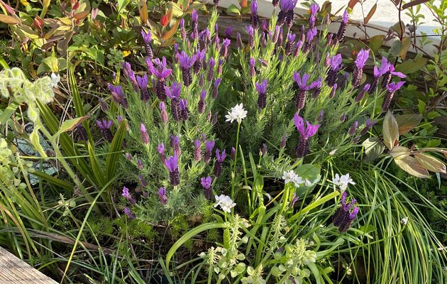 Tour du micro jardin urbain au début du printemps 2025