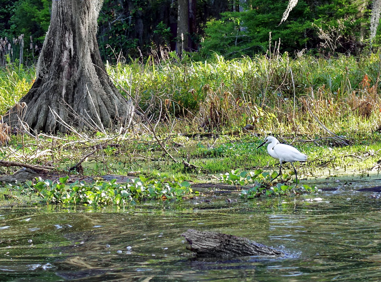 Lake St Martin héron