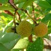 Arbousiers, fruits d'automne